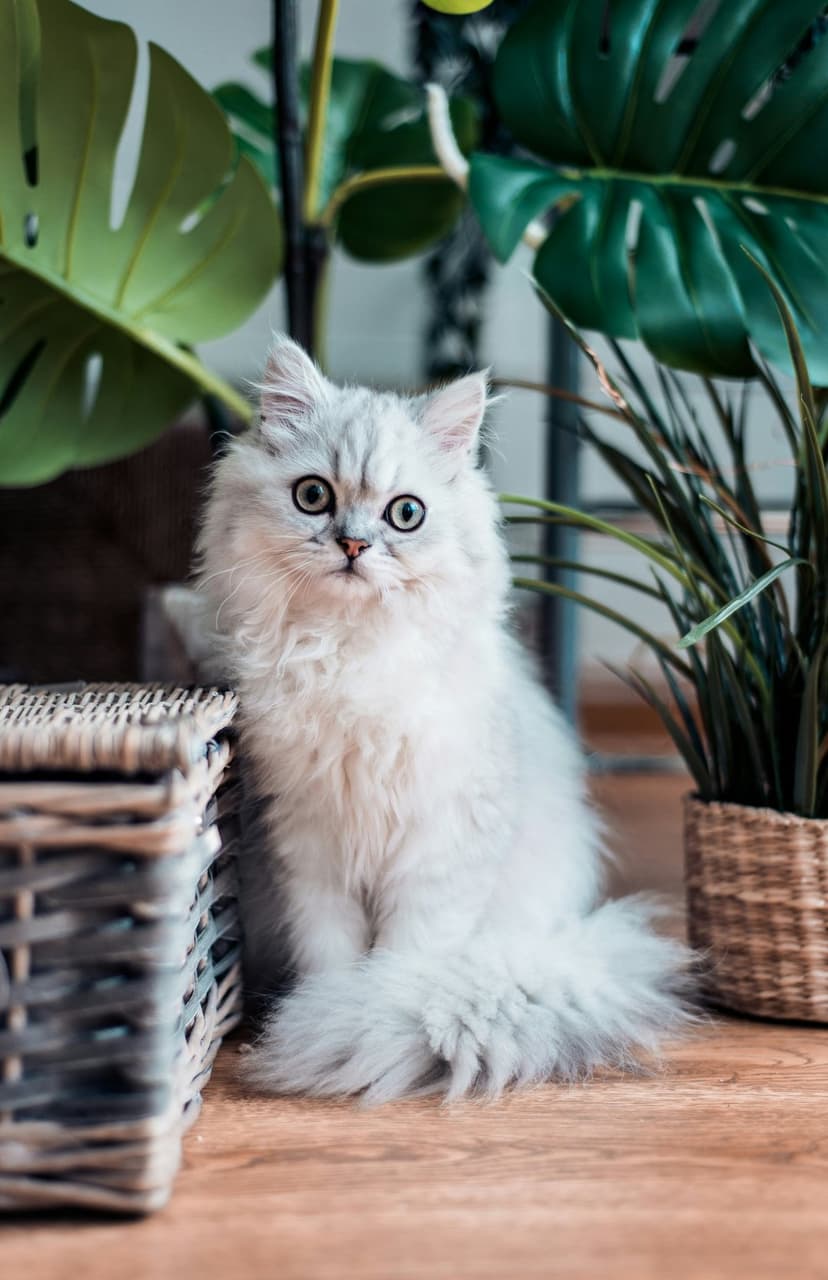 White Persian kitten with blue eyes sits on a wood floor near a wicker basket and a potted plant with green leaves.