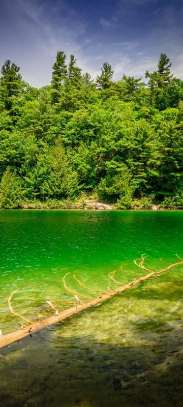 Tranquil Forest Lake with Fallen Tree and Verdant Trees