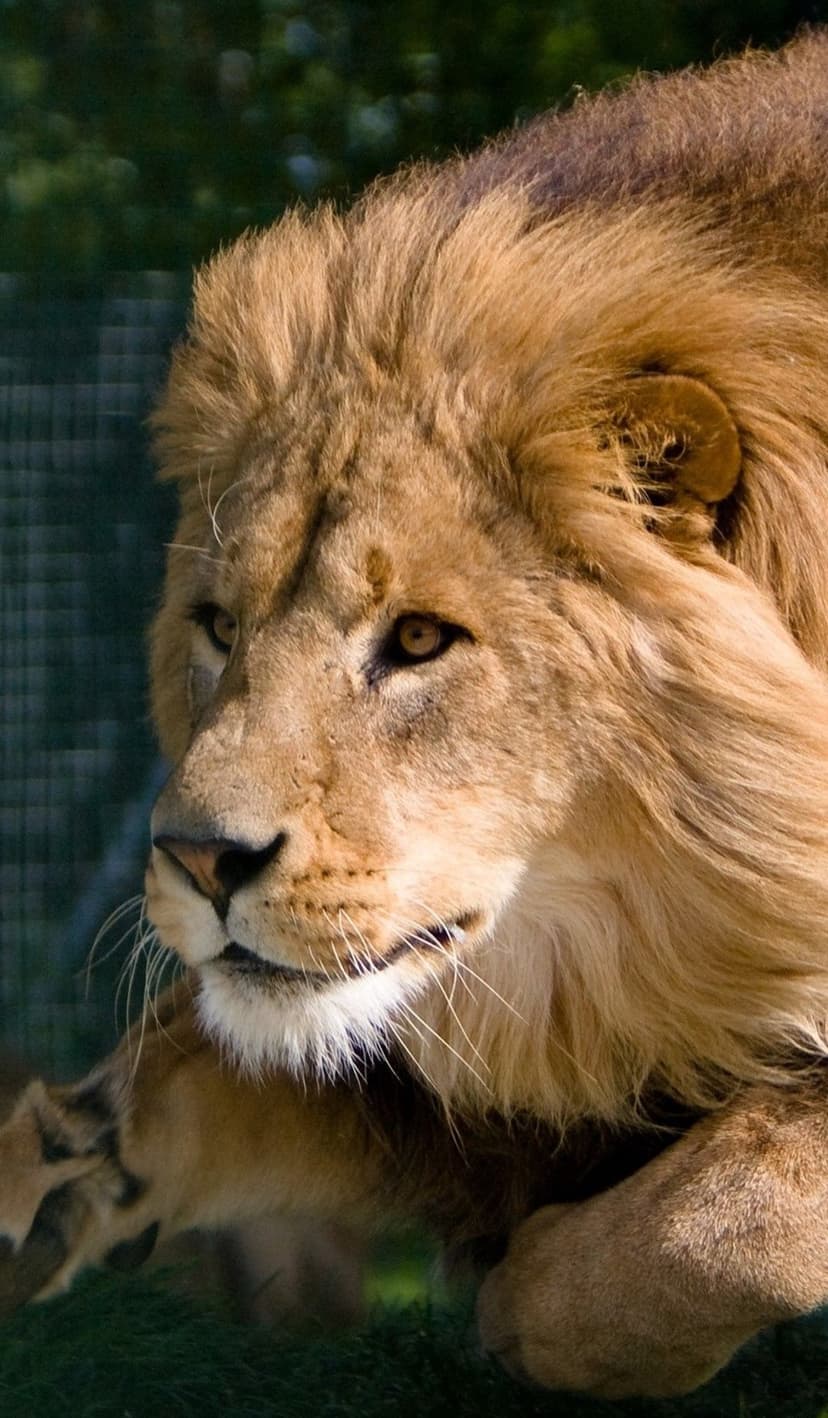 Male lion with a thick golden mane and amber eyes gazes left while resting a large paw on the grassy ground.