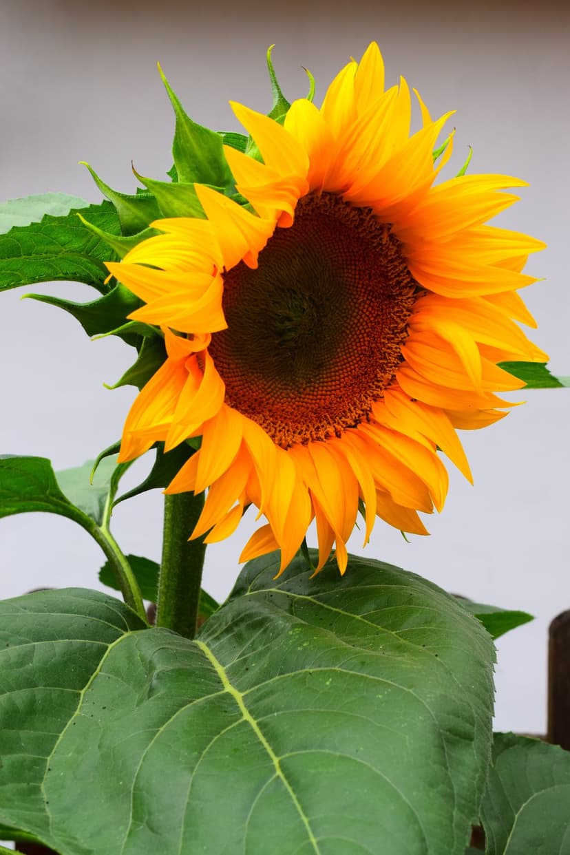 Golden sunflower head in full bloom with a textured brown center and green leaves on a soft vertical backdrop.