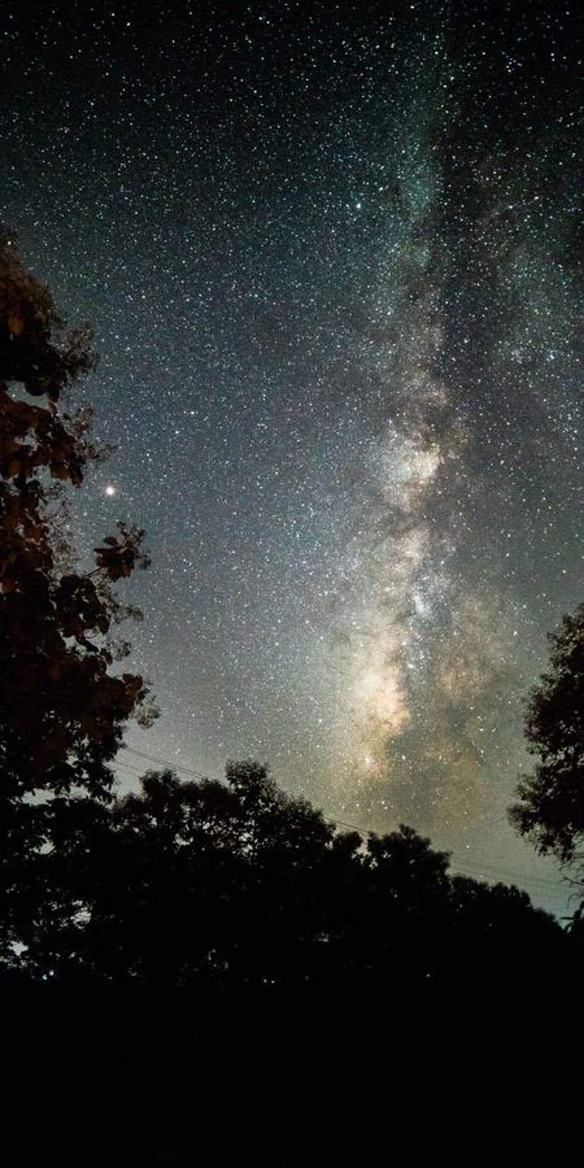 Luminous green Milky Way galaxy stretches across a dark night sky framed by silhouetted pine trees in a forest.