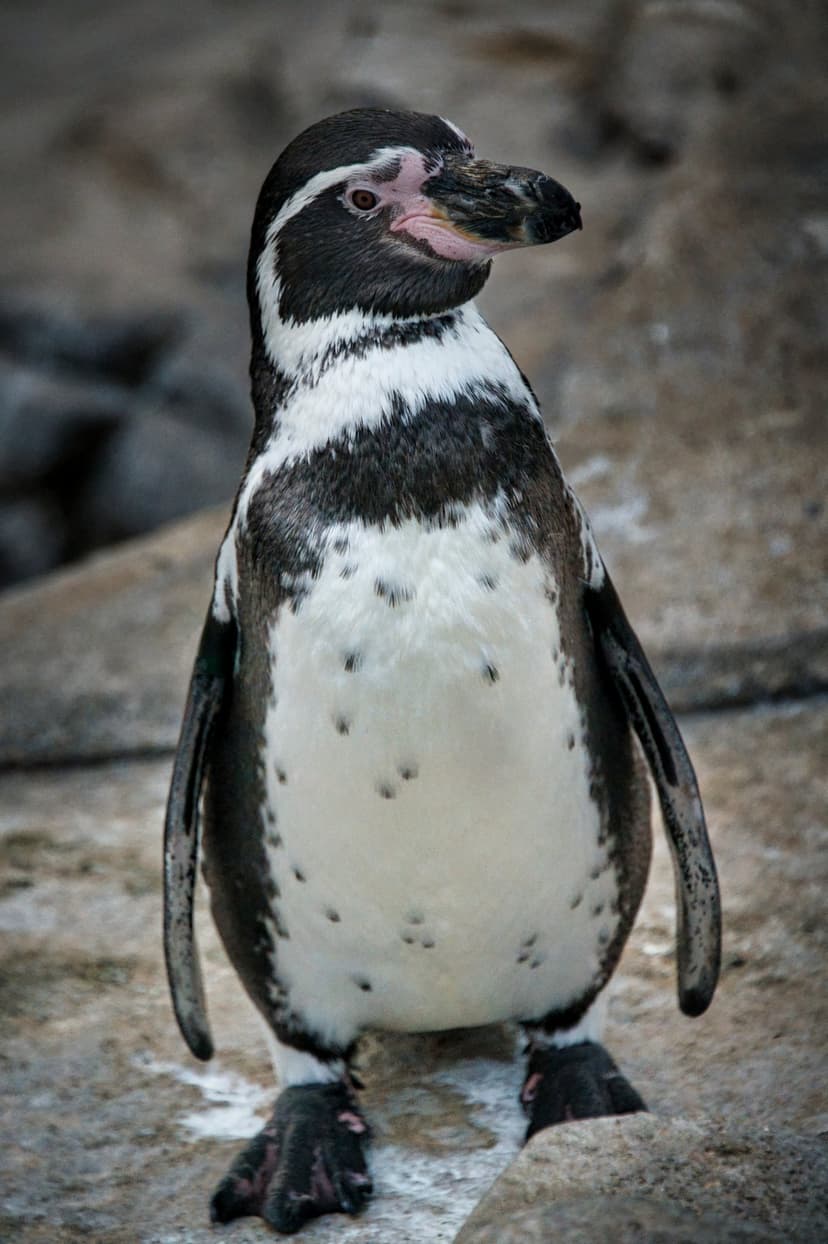 Humboldt penguin with a pink facial patch stands on jagged grey stones against a soft blurred background.