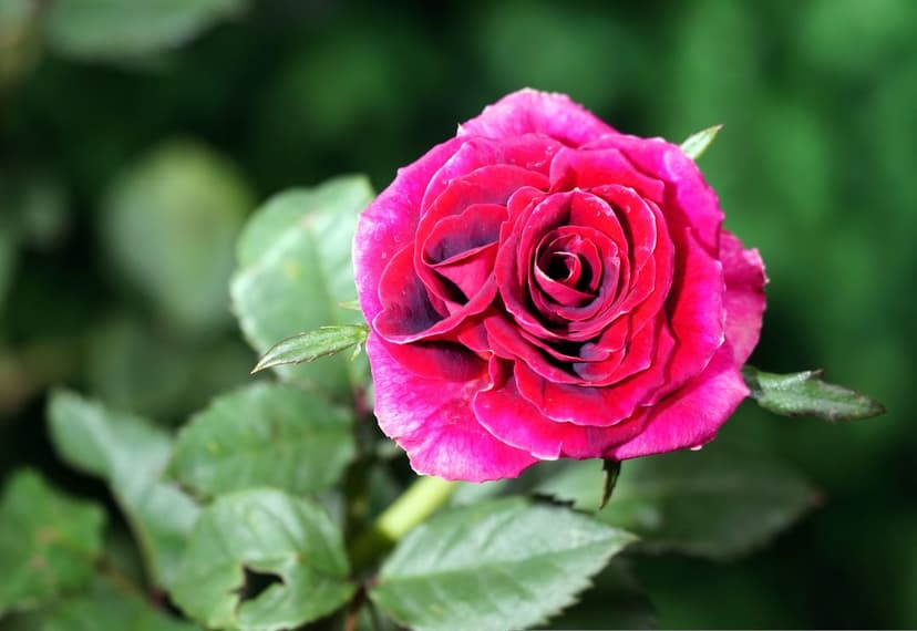 Pink rose with velvety petals and a dark burgundy center against a blurred background of green garden leaves.