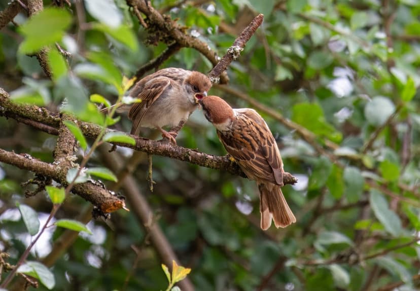 Parent sparrow places food into the open beak of a fluffy chick while perched on a leafy green tree branch.