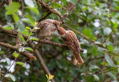Songbird Nesting Care Vertical Sparrow Phone Wallpaper
