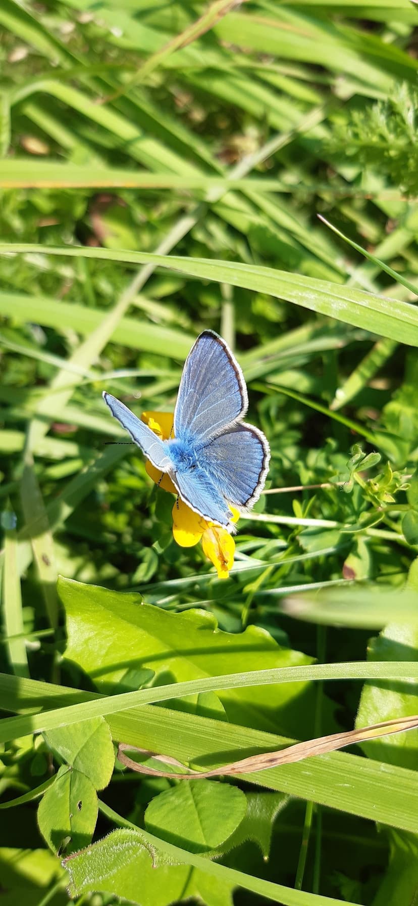Azure butterfly with dark-edged wings perched on a yellow wildflower amidst sunlit green meadow grass blades.