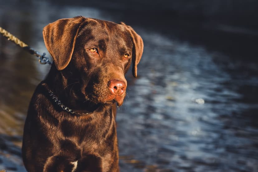 Chocolate Labrador with amber eyes sits outdoors near rippling water during a sunny day with vertical framing.