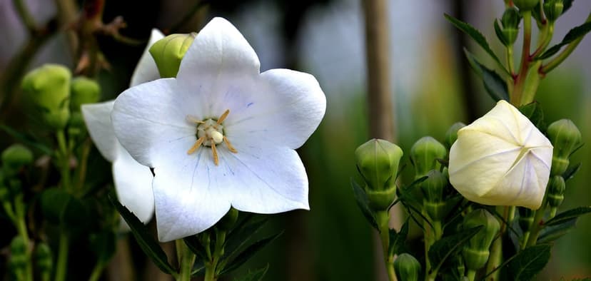 White balloon flower with five star-shaped petals surrounded by pale green buds in a soft bokeh garden setting.