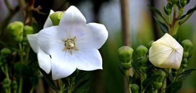 White Balloon Flower Macro Vertical Phone Wallpaper