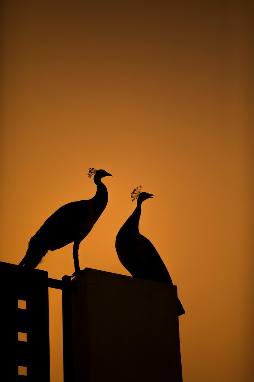 Two peacock silhouettes with distinct crests perch on a ledge during a vibrant orange and yellow sunset.