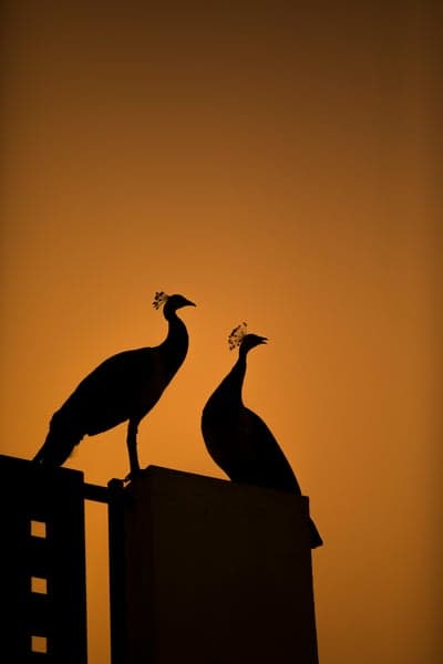 Peacocks Sunset Silhouette Phone Wallpaper Background