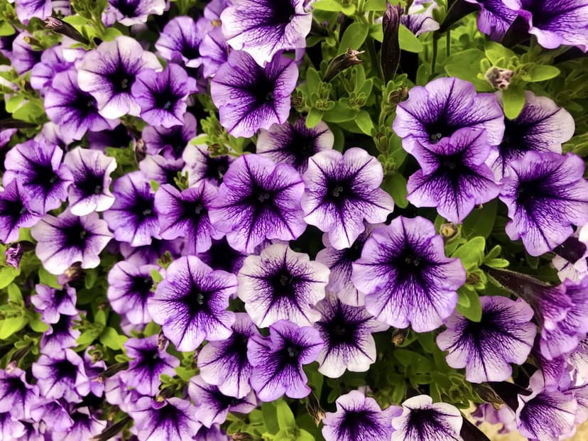 Purple petunia flowers with dark centers and veined petals are surrounded by green leaves in a top-down floral view.
