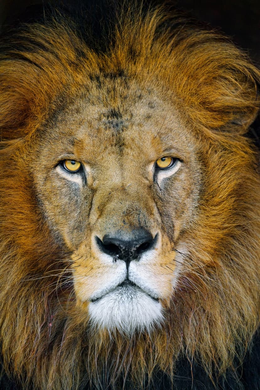 Male lion with a thick mane and piercing yellow eyes stares forward in a detailed close-up animal portrait.