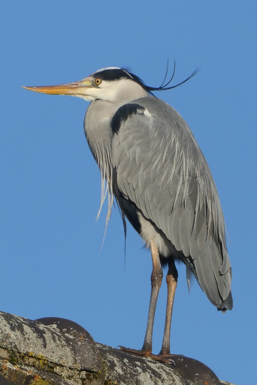 Grey Heron with a black crest and sharp yellow beak stands on weathered roof tiles under a vibrant blue sky.