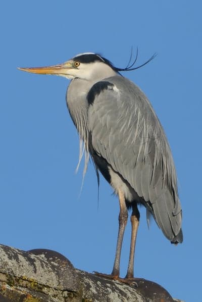 Majestic Grey Heron Bird Profile Mobile Wallpaper