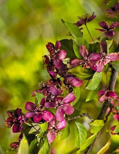 Close-up of deep pink crabapple blossoms with green leaves