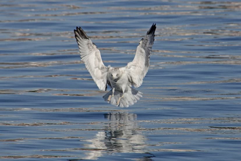 Seagull with wings spread wide hovers over rippling blue water with its feet dangling just above its reflection.