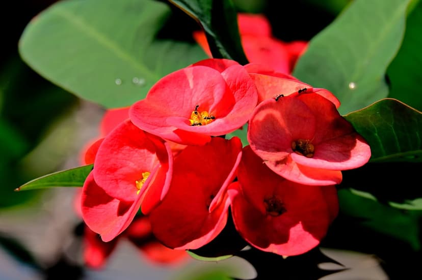 Red Crown of Thorns flower clusters bloom against green leaves in a sharp macro plant photography close-up.