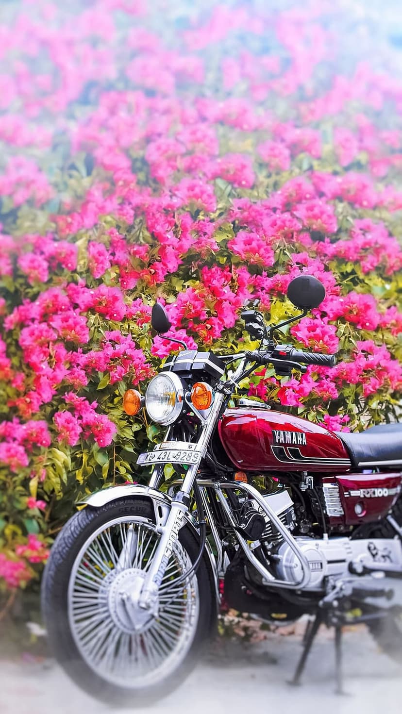 Red vintage Yamaha motorcycle with chrome accents parked in a thick patch of bright pink bougainvillea flowers.