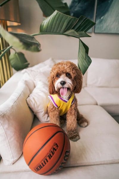 Cute dog wearing Lakers jersey with basketball