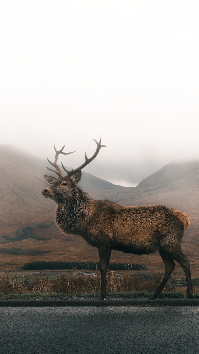 Large stag with massive antlers stands on a road edge overlooking misty, rolling hills in a wilderness setting.