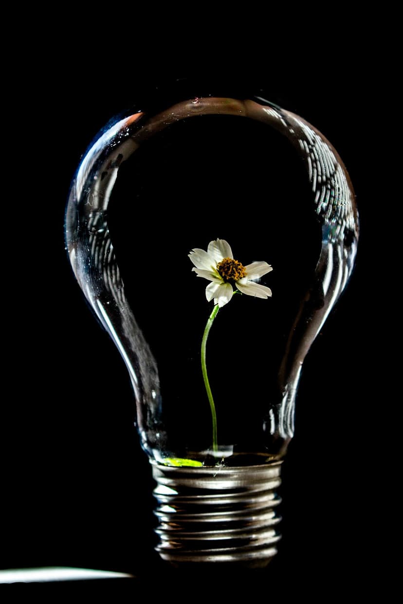 White flower with a brown center encased in a clear glass light bulb against a solid matte dark background.