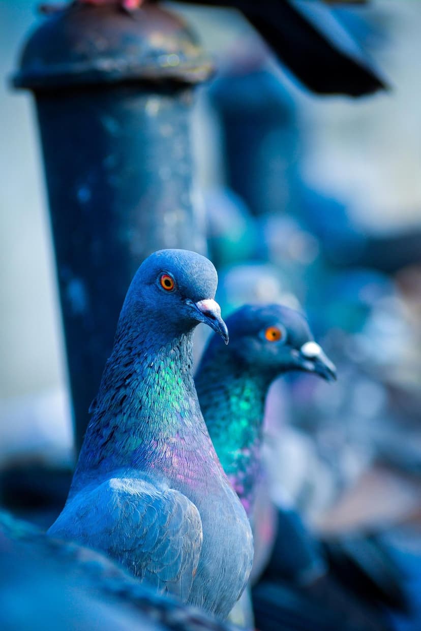 Two pigeons with shimmering blue and green iridescent neck feathers and bright orange eyes against a soft bokeh.