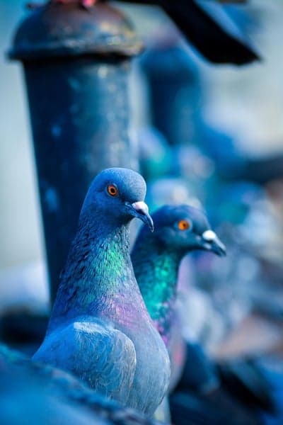 Close-up of two iridescent blue pigeons