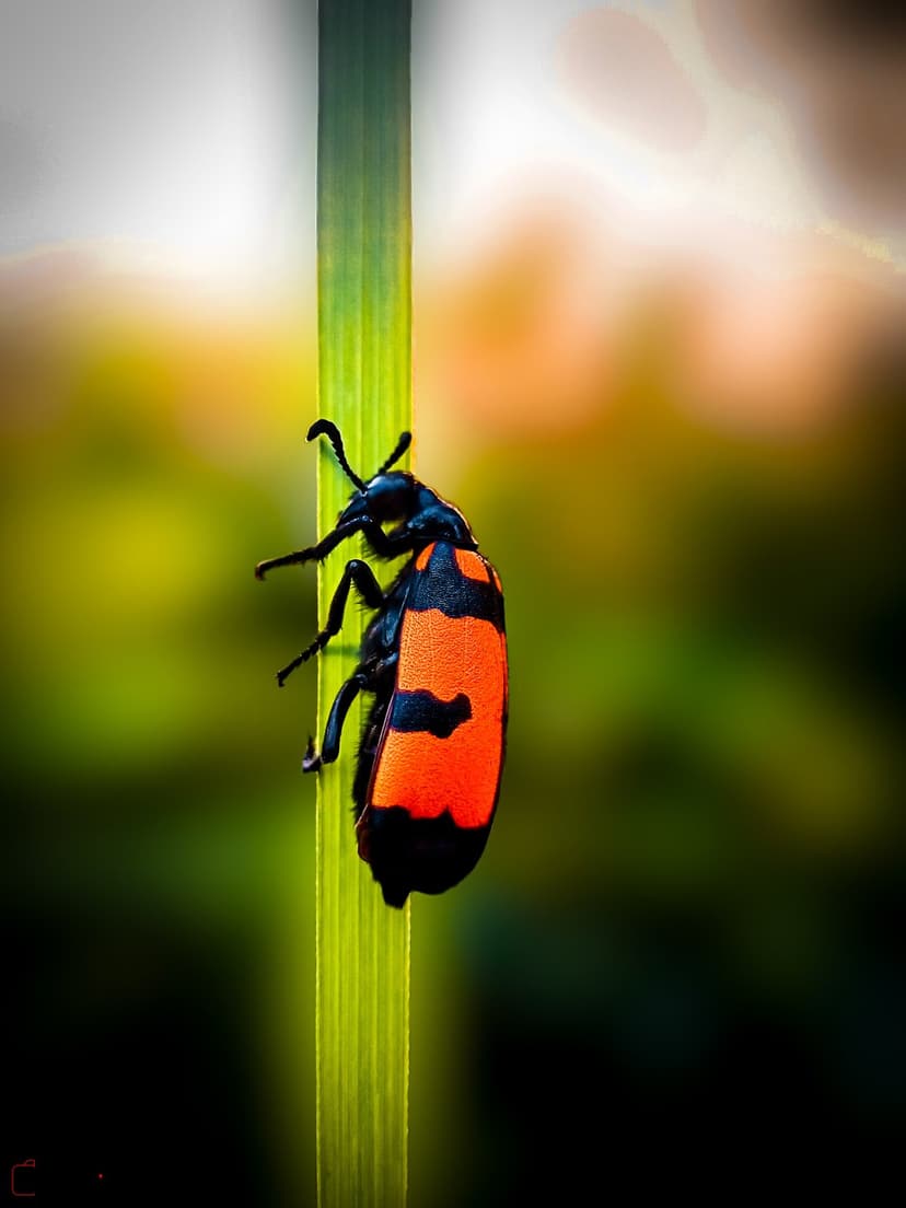 Orange and black beetle with long antennae clings to a green grass stem against a soft bokeh background.
