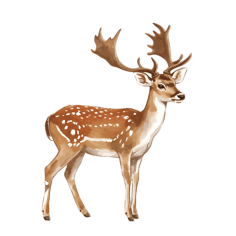 Fallow deer watercolor painting showing large antlers and a brown spotted coat on a transparent background.
