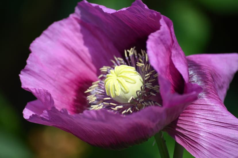 Purple poppy flower petals surround a bright yellow center and dark stamens against a soft green background.