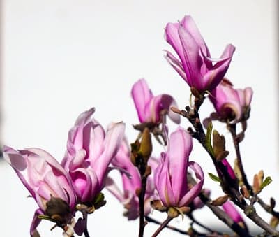 Soft Pink Magnolia Flowers Tablet and Mobile Background