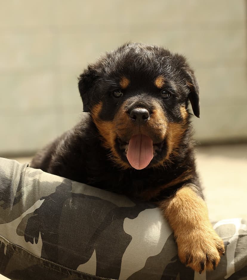 Rottweiler puppy with its tongue out rests on a camouflage pattern fabric showing detailed black and tan fur.