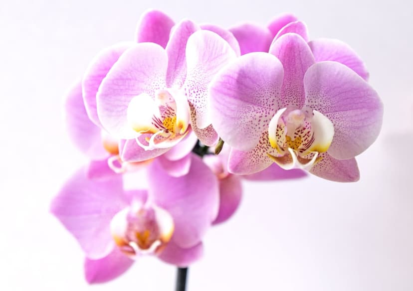 Pink orchid branch with spotted petals and yellow centers blooms against a solid white studio background.