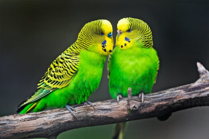 Two green and yellow budgerigars sit closely together on a textured wooden branch against a dark blurred backdrop.