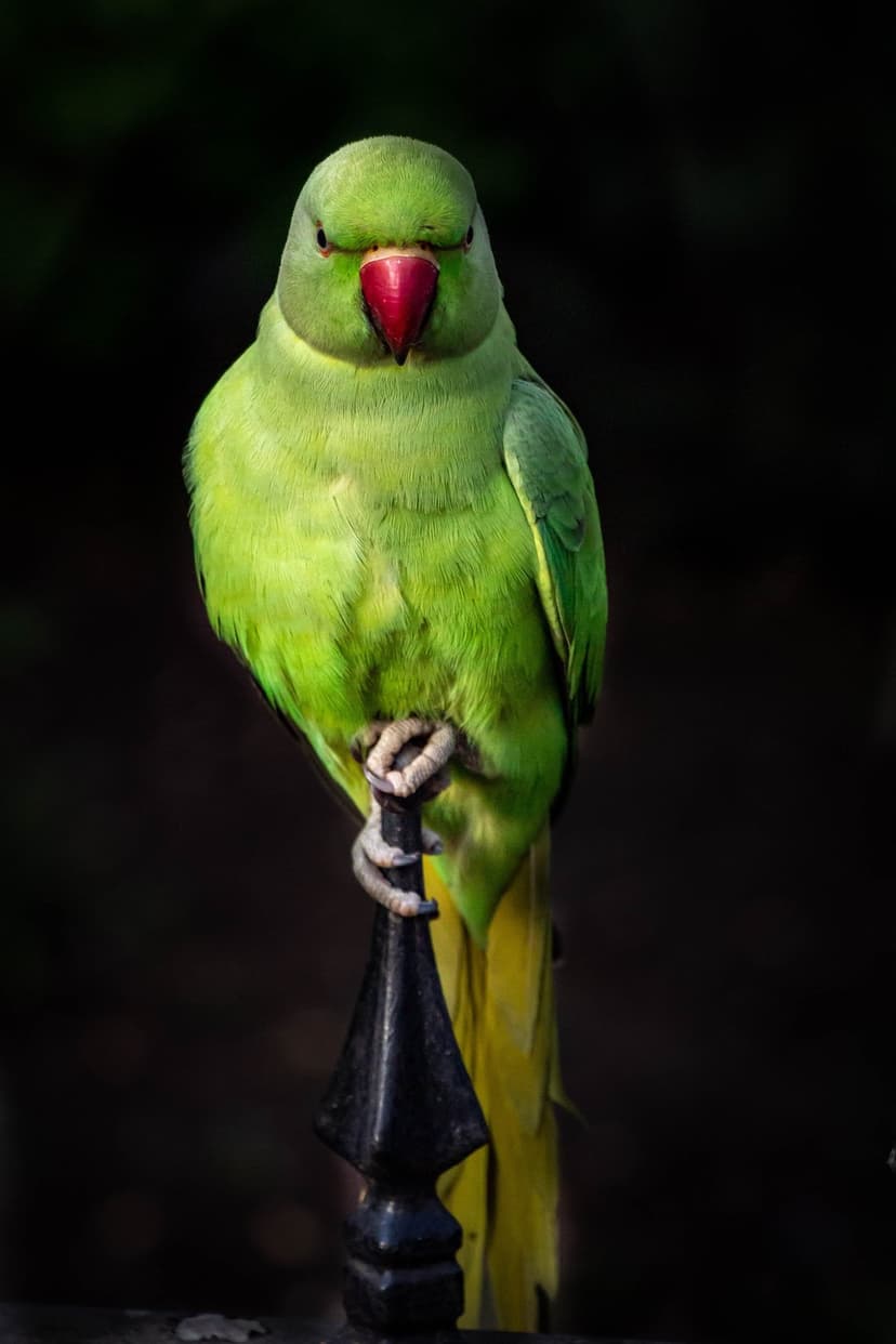 Green ringneck parrot with a red beak perches on a black metal post against a dark, blurred background.
