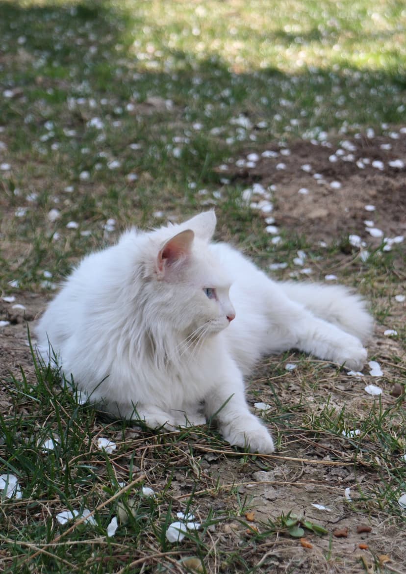 White fluffy cat with blue eyes lies on green grass with white petals in soft natural outdoor lighting.