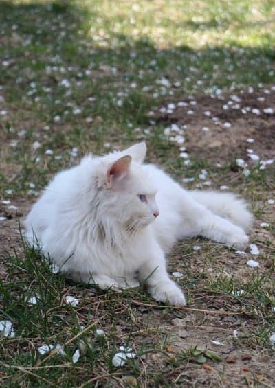 Cat,White Cat,Backyard,Feline,Nature,Animal,Pet,Outdoors,Cute,Portrait,Petals,Kitty 