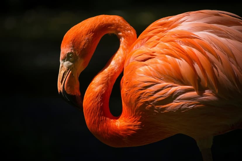 Orange flamingo with a gracefully curved neck displays detailed feathers against a dark black background.