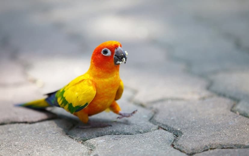 Sun Conure parrot with orange and yellow feathers walks on grey pavement with its beak slightly open.