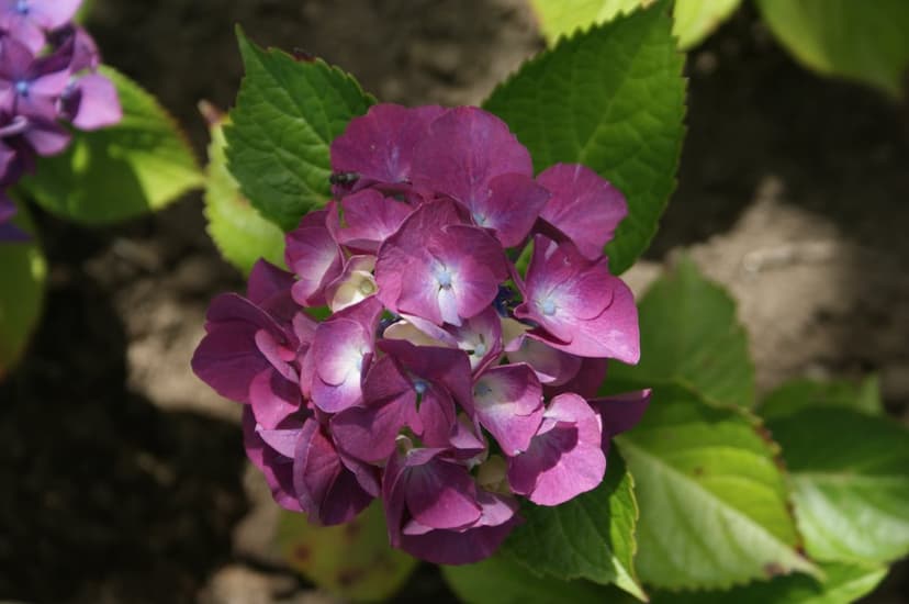 Purple hydrangea petals cluster together amongst lush green foliage under bright, filtered garden sunlight.