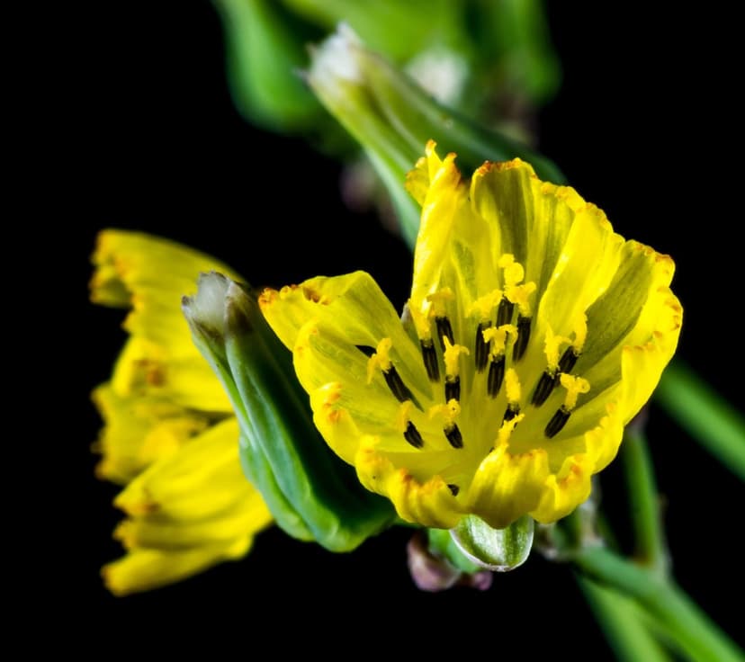 Yellow ruffled flower petals and black stamens stand out against a solid dark background in a macro photograph.