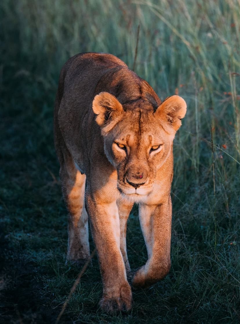 Lioness with golden fur walks through tall yellow grass during sunrise, looking directly ahead with intense eyes.