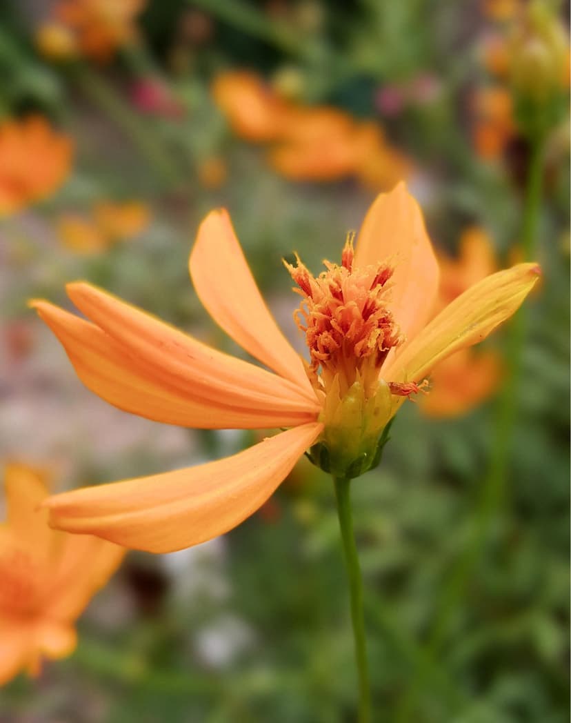 Orange cosmos flower with delicate petals and golden stamens set against a blurred green garden background.
