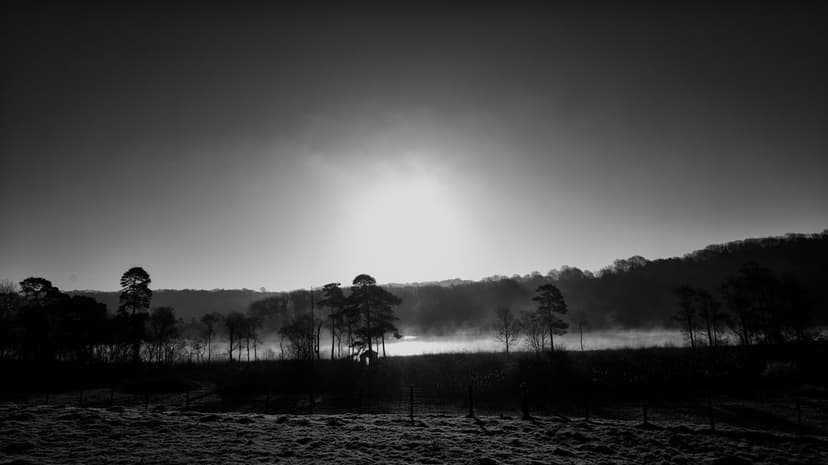 Silhouetted trees stand against a foggy sunrise over still water in a black and white vertical landscape.