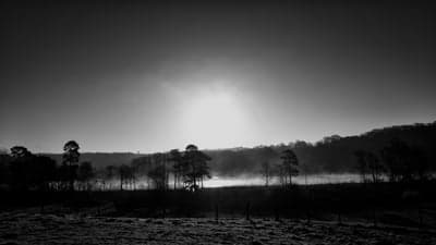Foggy Morning Tree Line Black and White Mobile Background