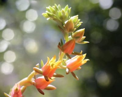 Succulent flower stalk with orange buds and blooms