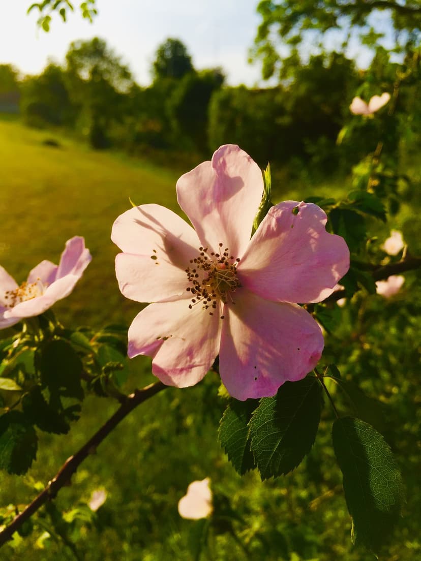 Pink wild rose bloom with yellow stamens glows in golden hour sunlight against a soft green meadow background.
