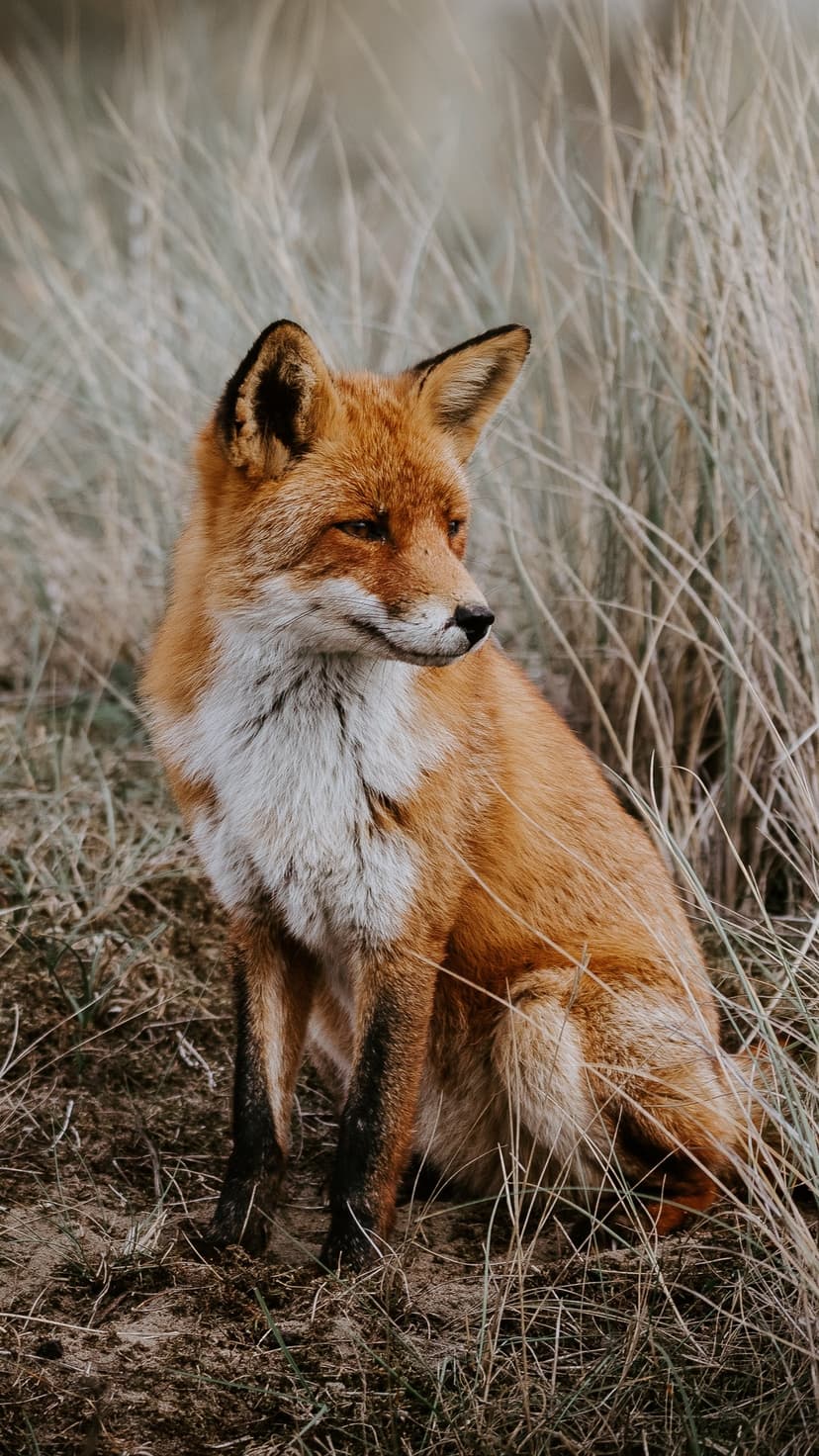 Red fox with orange fur and a white chest sits alert in a field of tall, dry, golden-brown grass.