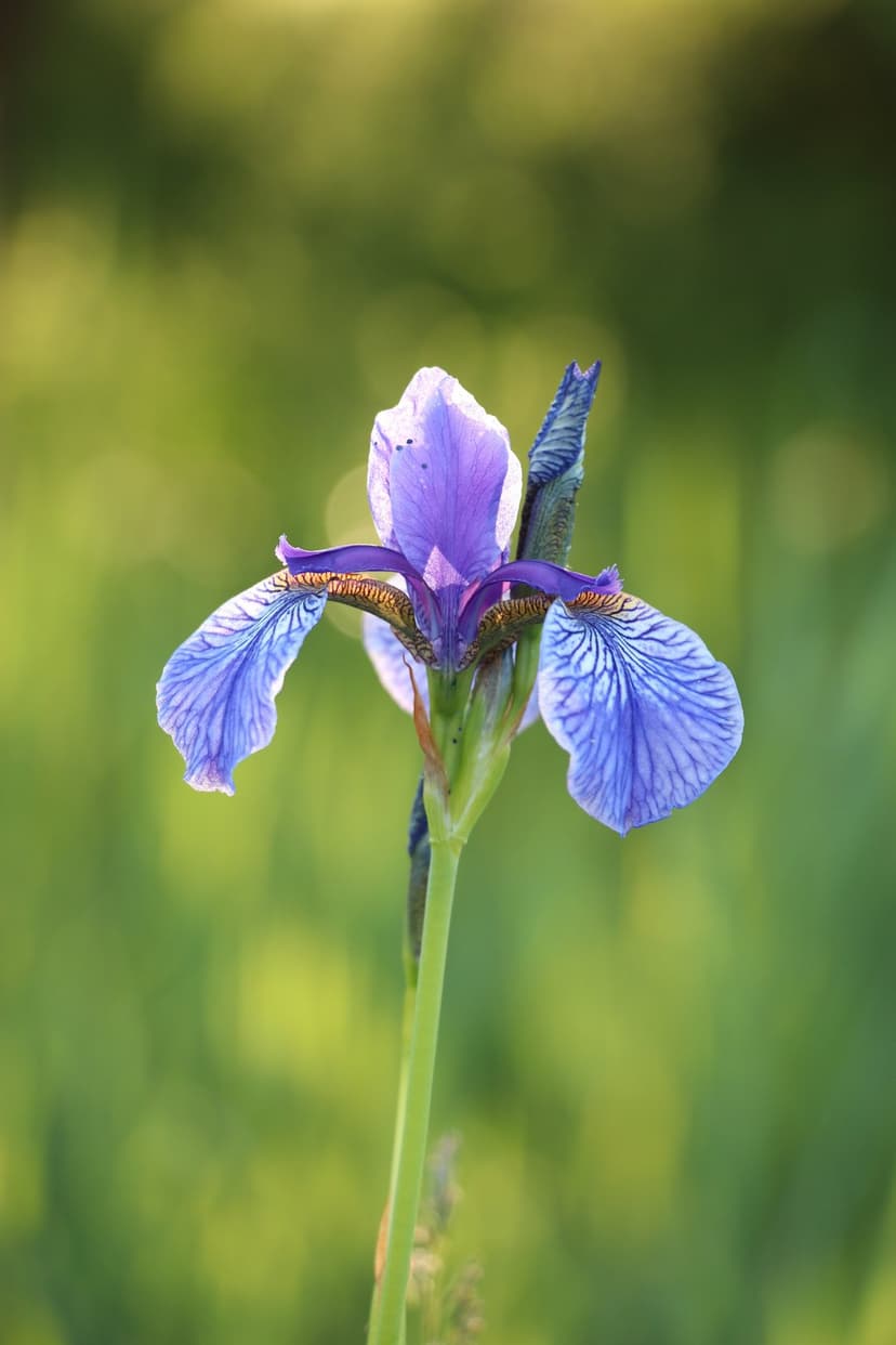 Purple iris flower with detailed blue veining stands against a blurred green backdrop in a macro close-up.
